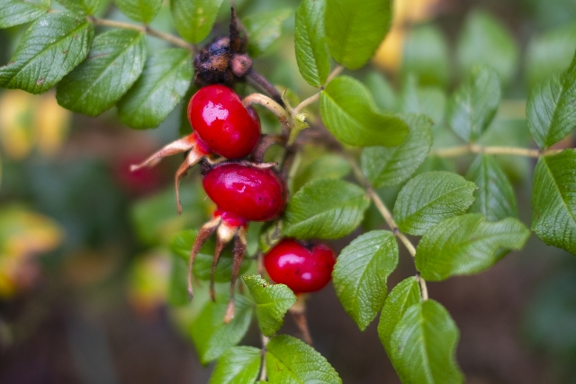 大人ニキビの原因と治す方法　ストレスとホルモンの関係を知ろう